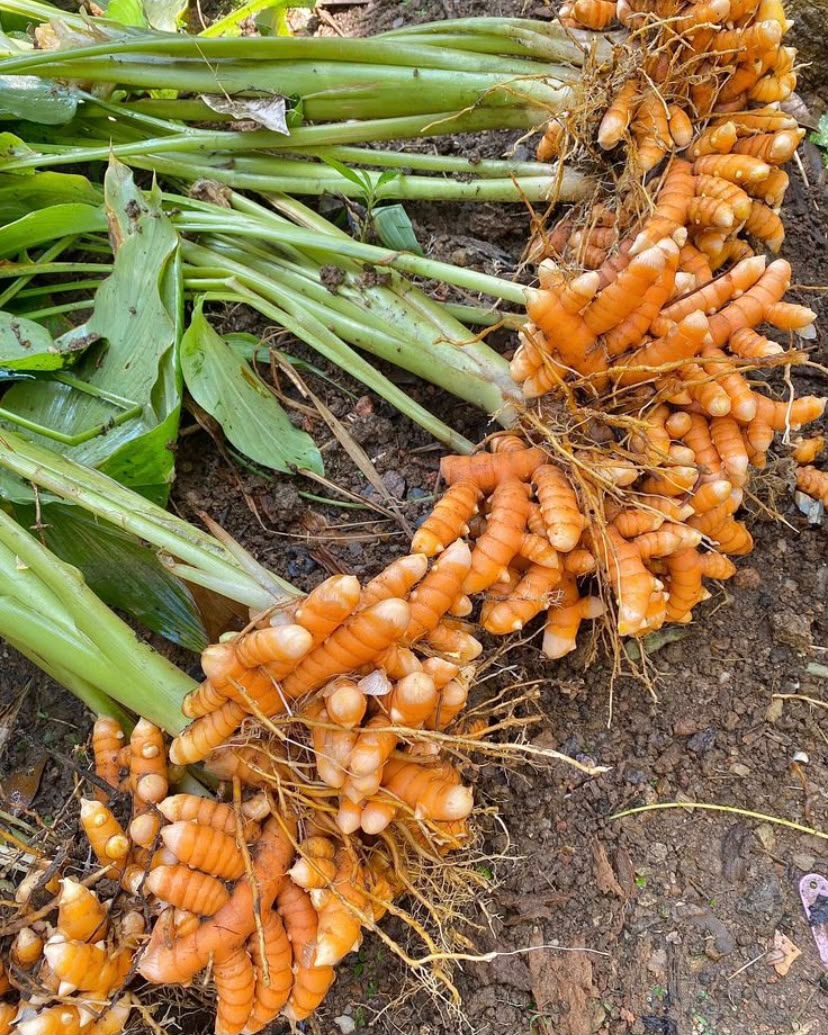Turmeric